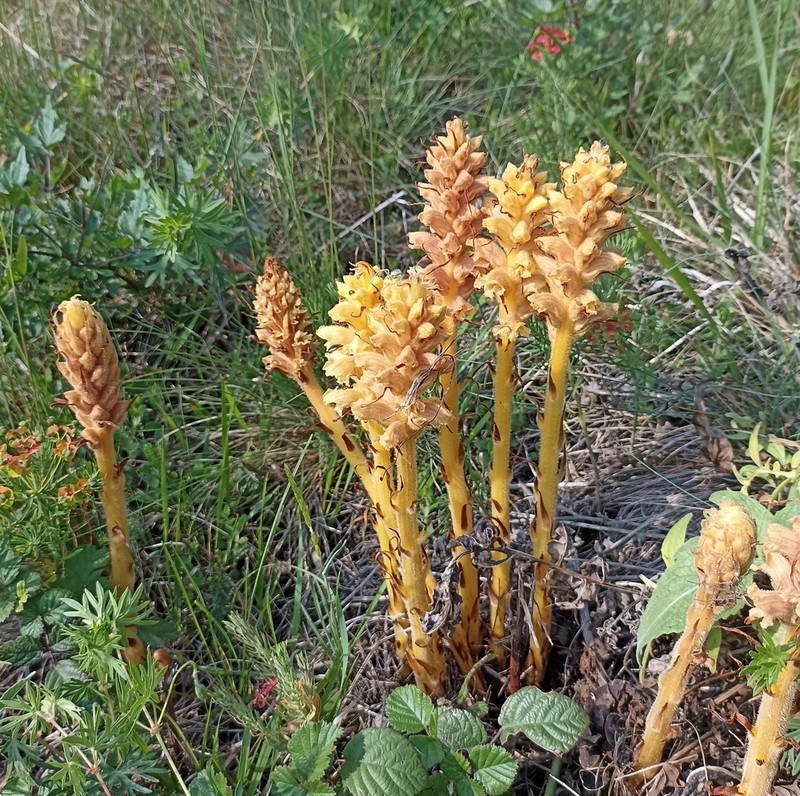 Orobanche elatior photo 4