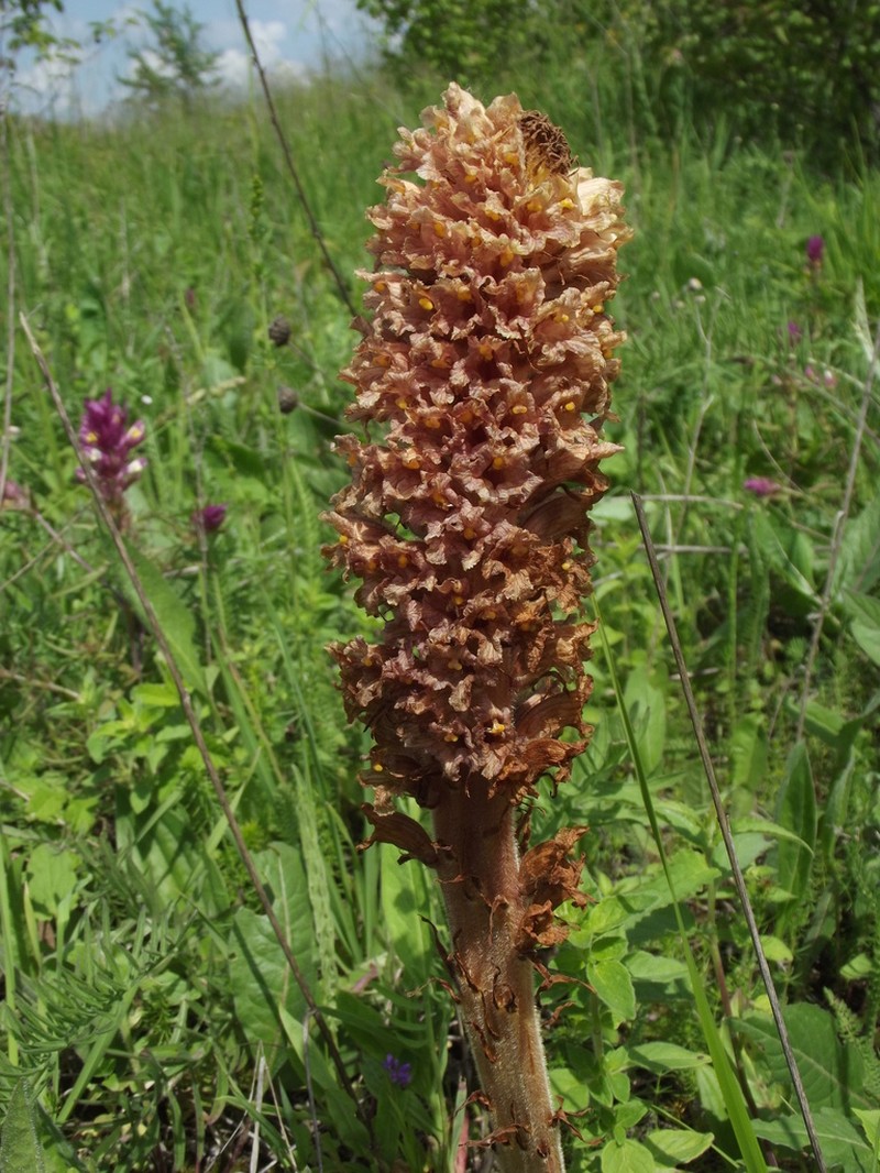 Orobanche elatior photo 5