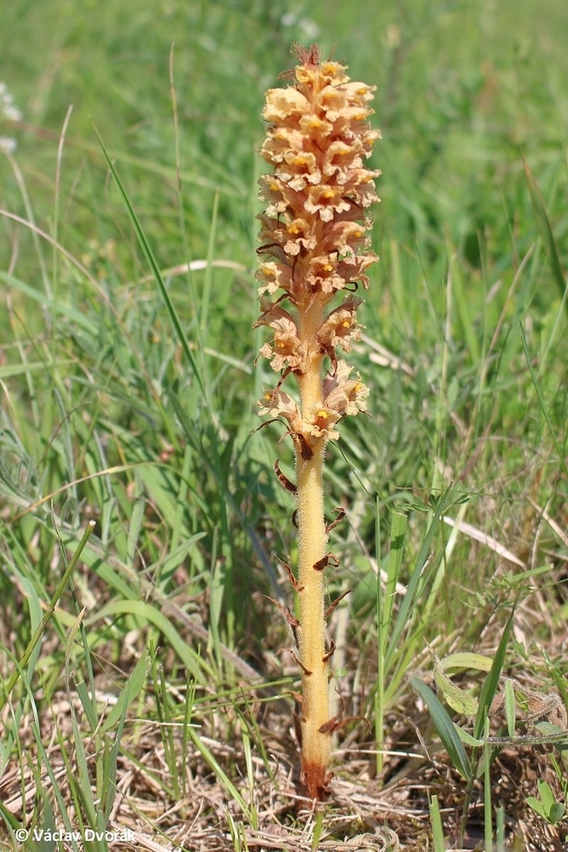 Orobanche elatior photo 6