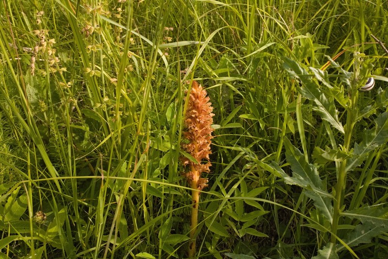 Orobanche elatior photo 7