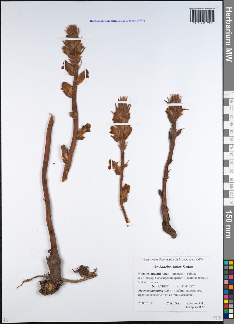 Orobanche elatior subsp. elatior