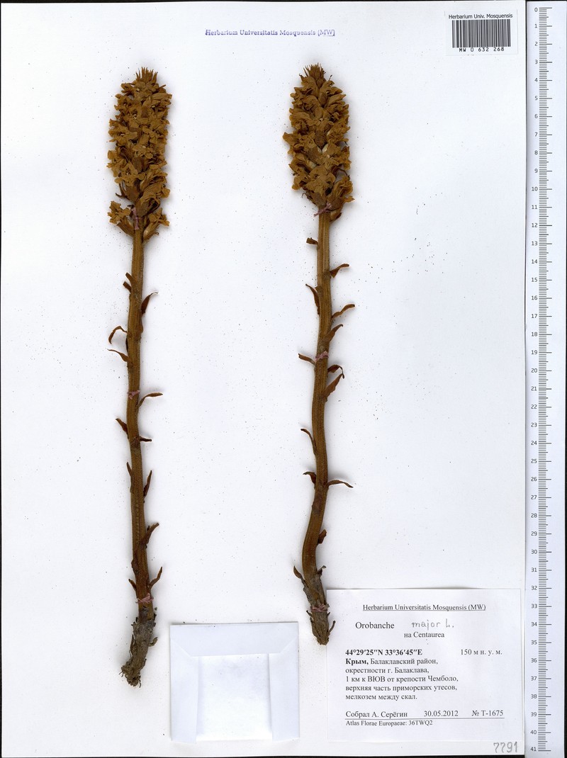 Orobanche elatior subsp. elatior photo 2