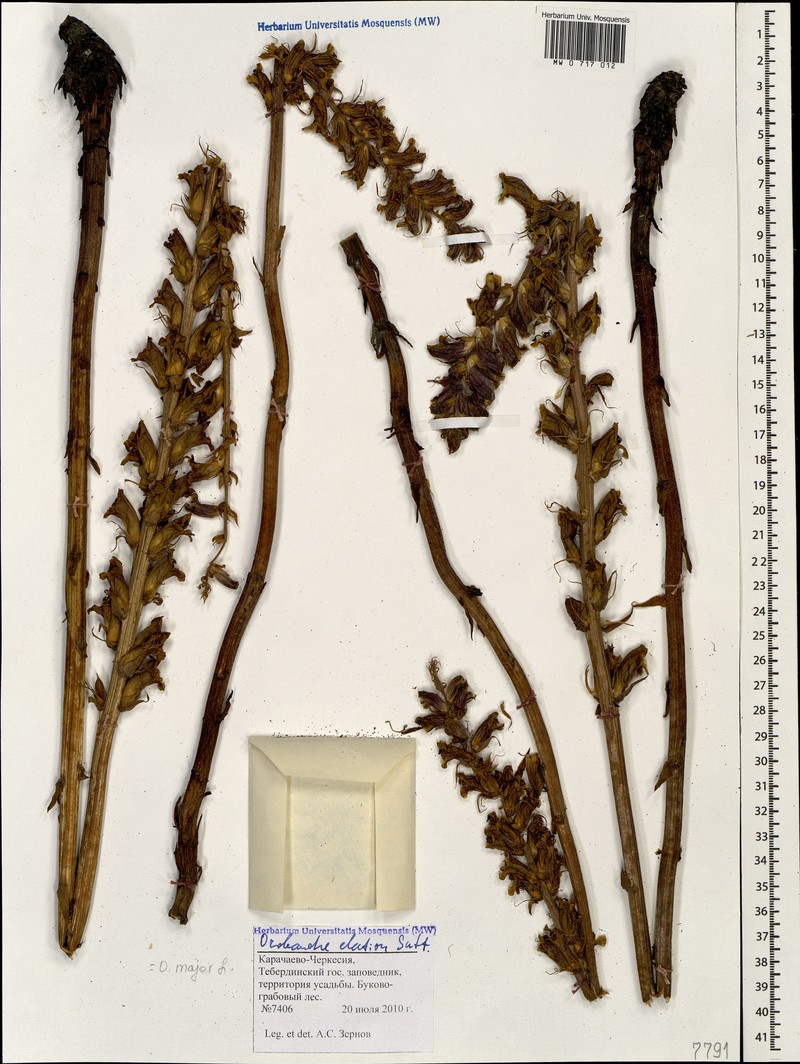 Orobanche elatior subsp. elatior photo 3