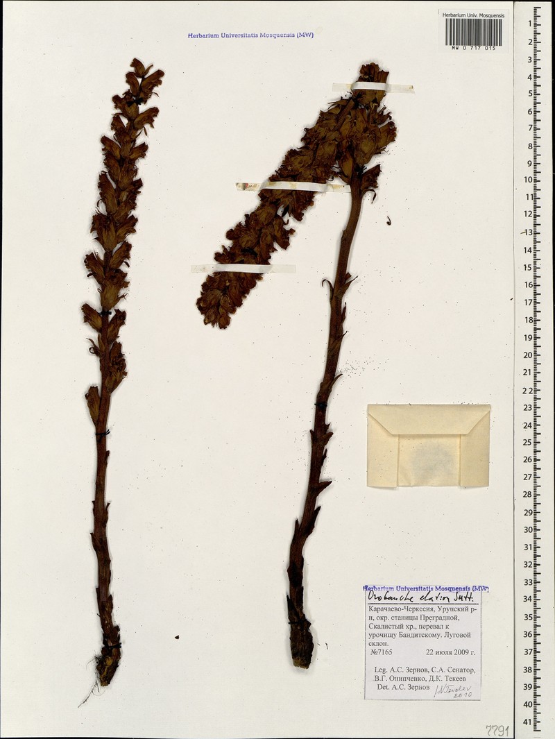 Orobanche elatior subsp. elatior photo 4