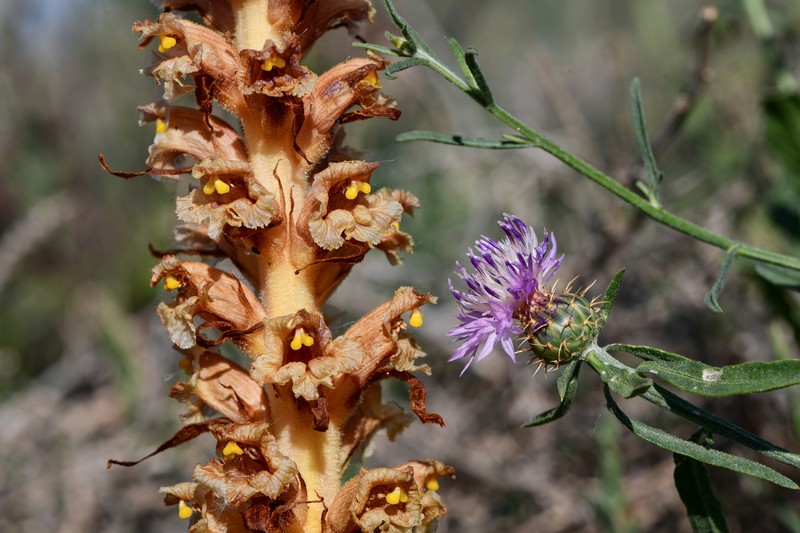 Orobanche elatior subsp. icterica