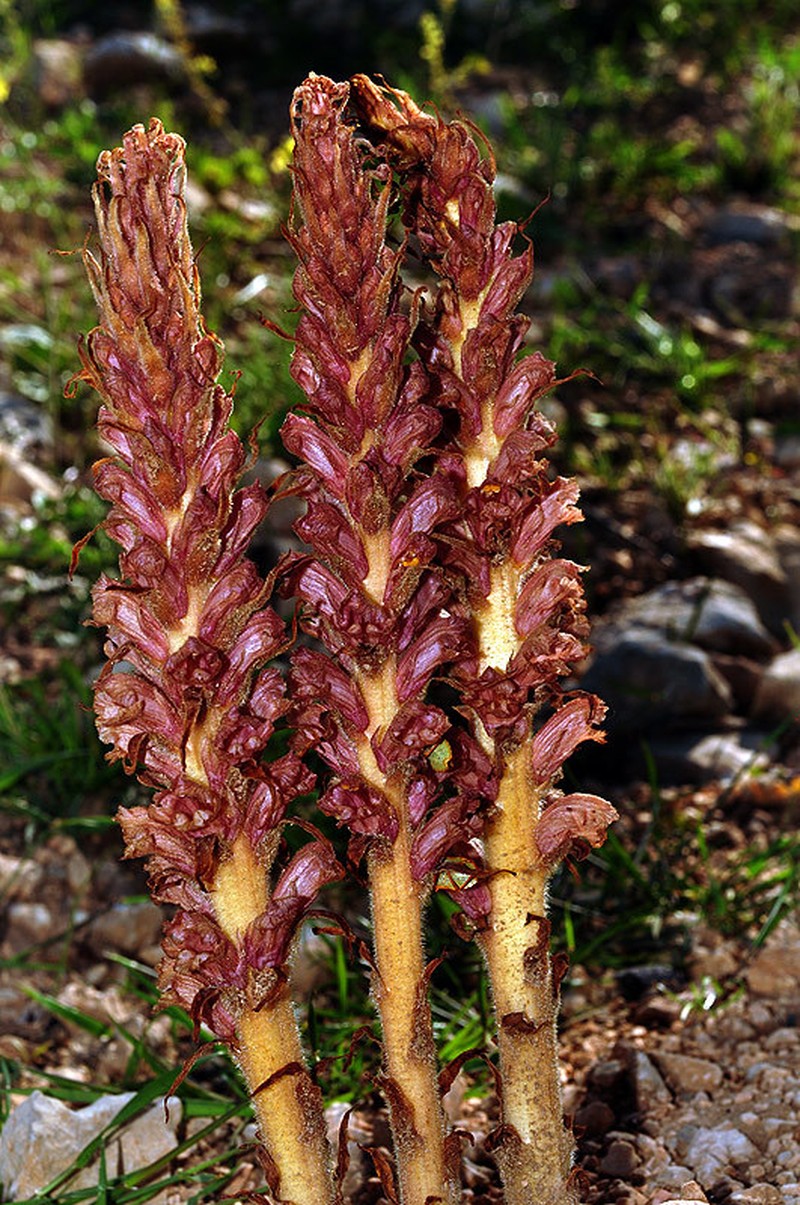Orobanche elatior subsp. icterica photo 2