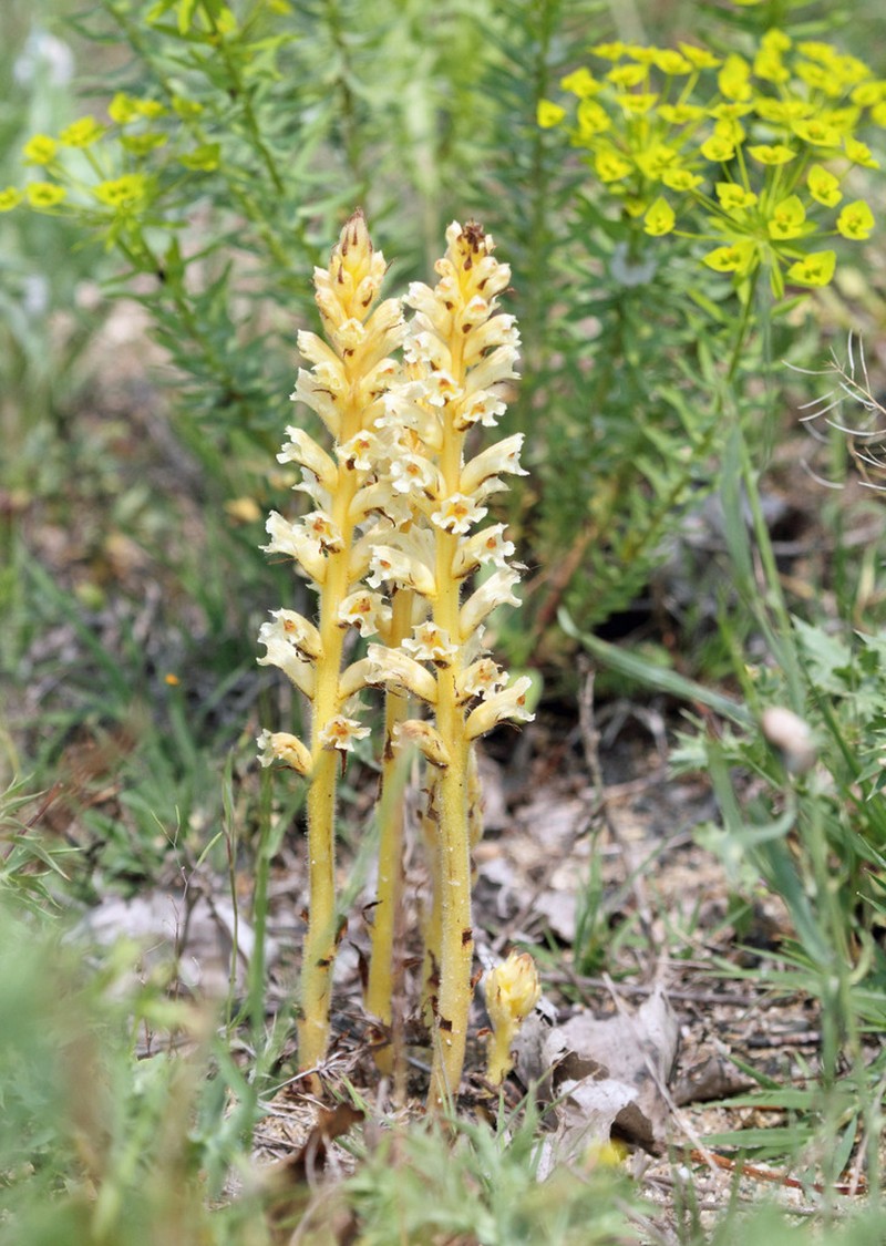 Orobanche esulae