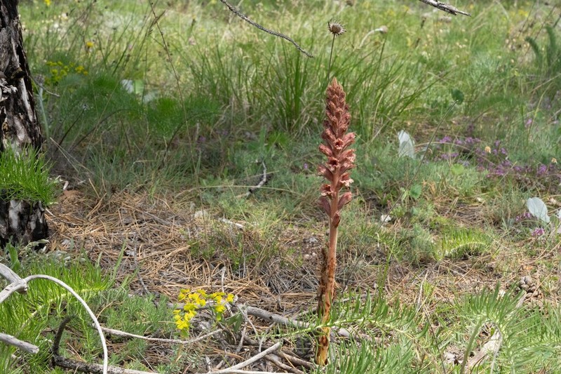 Orobanche esulae photo 2