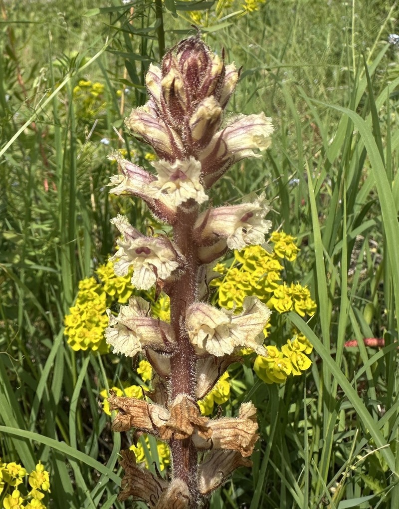 Orobanche esulae photo 3