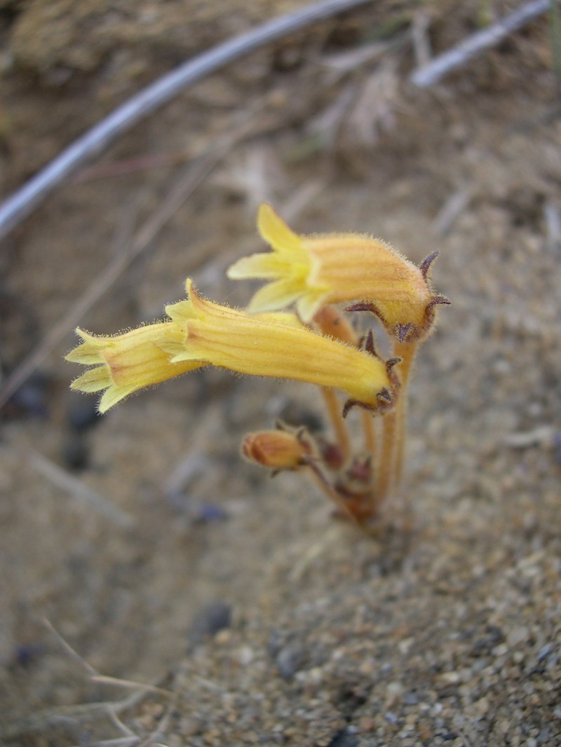 Clustered Broomrape photo 2