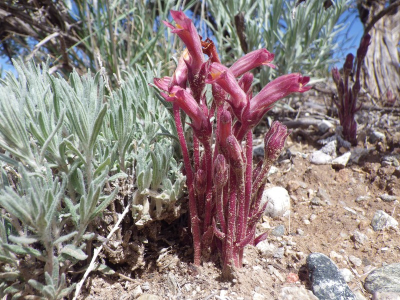 Clustered Broomrape photo 3