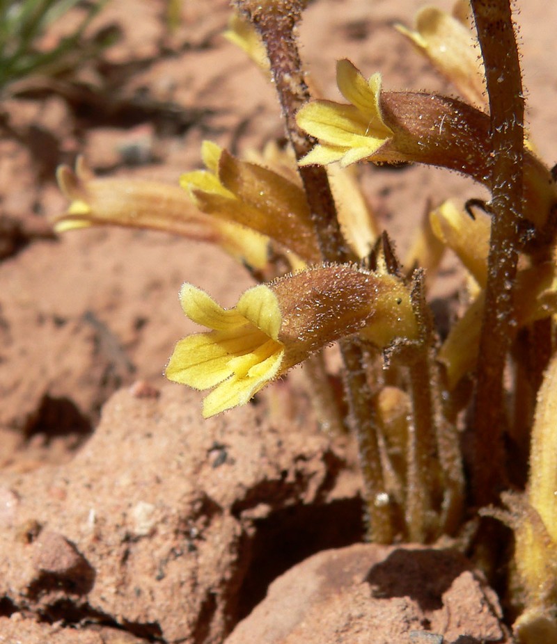 Clustered Broomrape