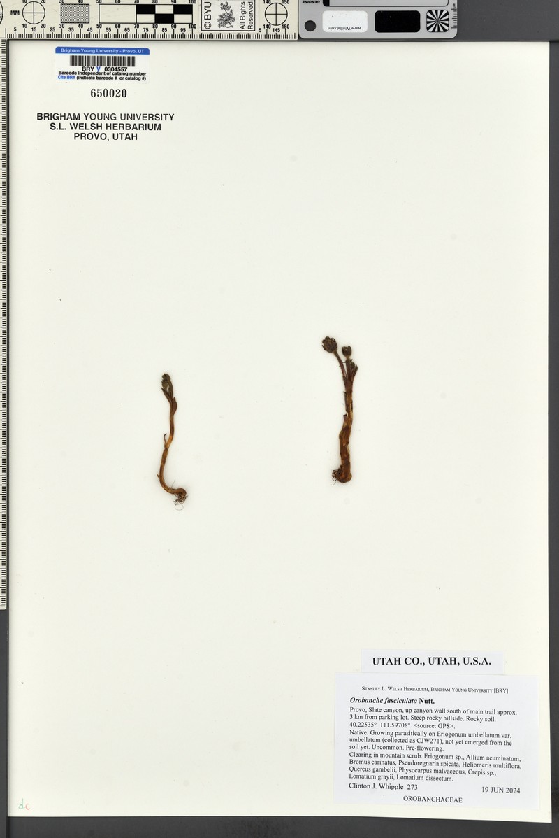 Clustered Broomrape photo 3