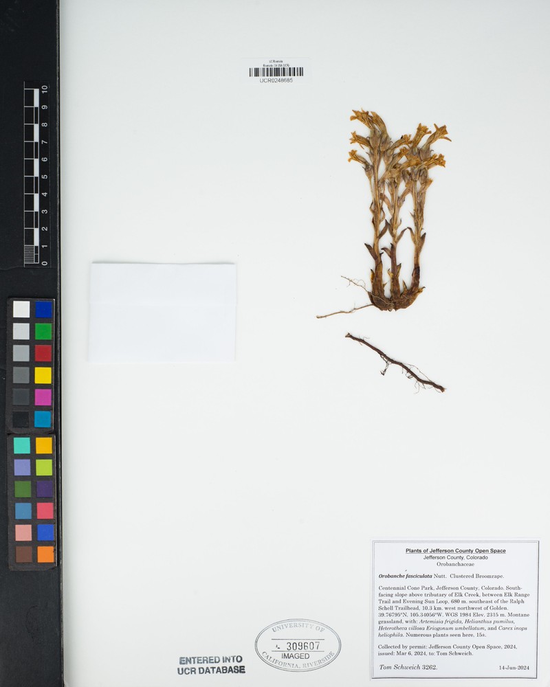 Clustered Broomrape photo 4