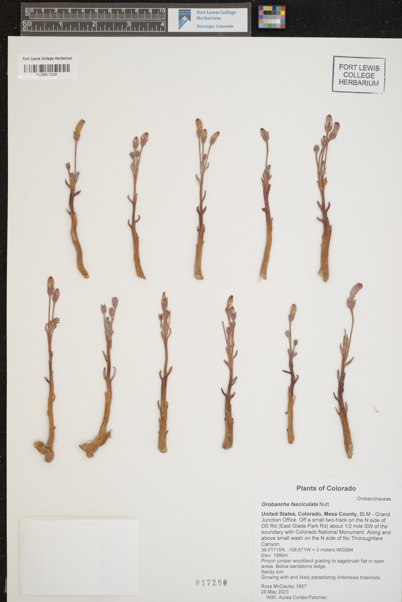 Clustered Broomrape photo 5
