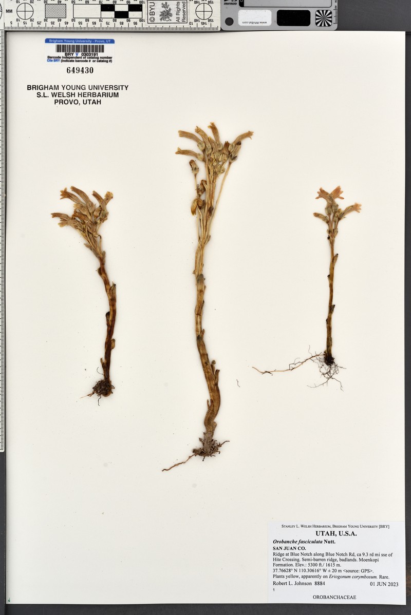 Clustered Broomrape photo 6