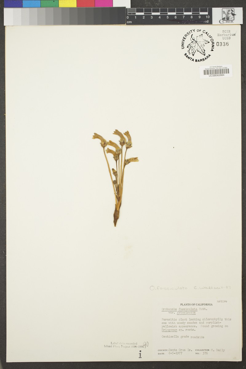 Orobanche fasciculata var. fasciculata photo 4