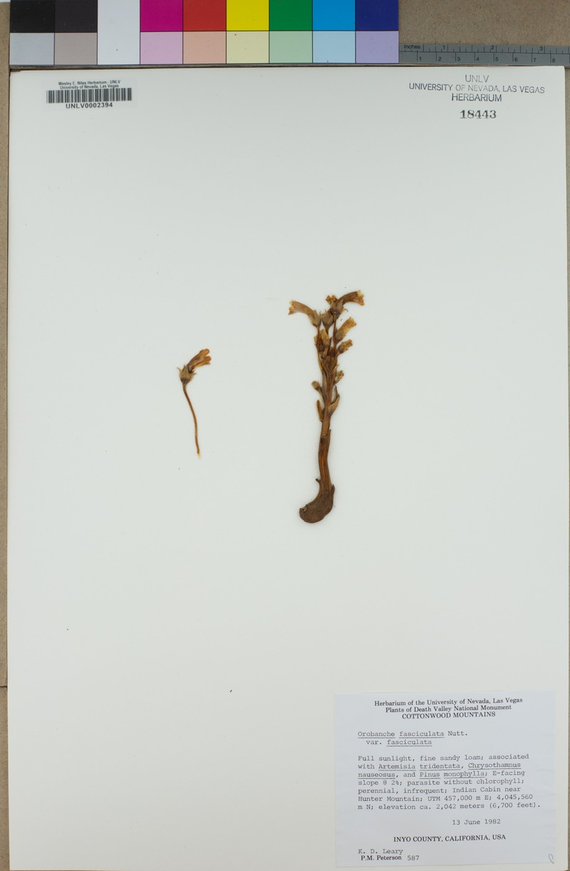 Orobanche fasciculata var. fasciculata