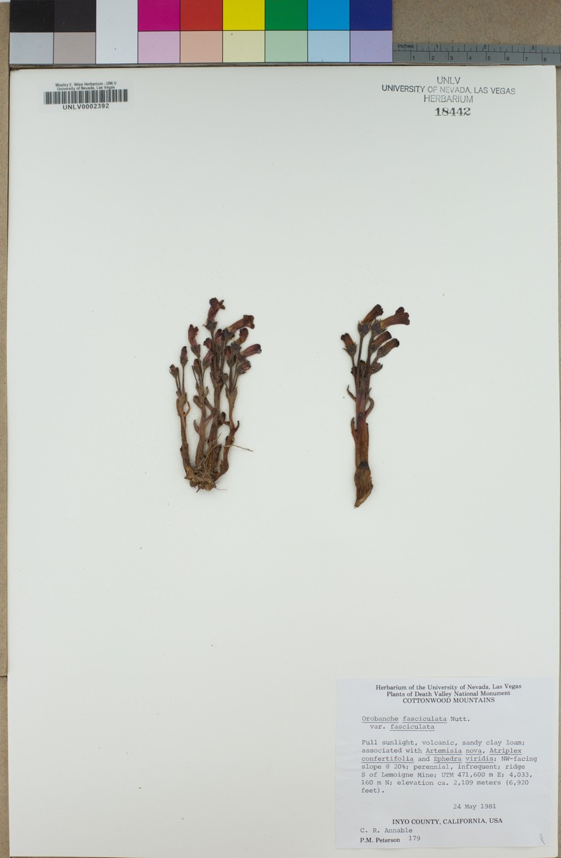 Orobanche fasciculata var. fasciculata photo 2