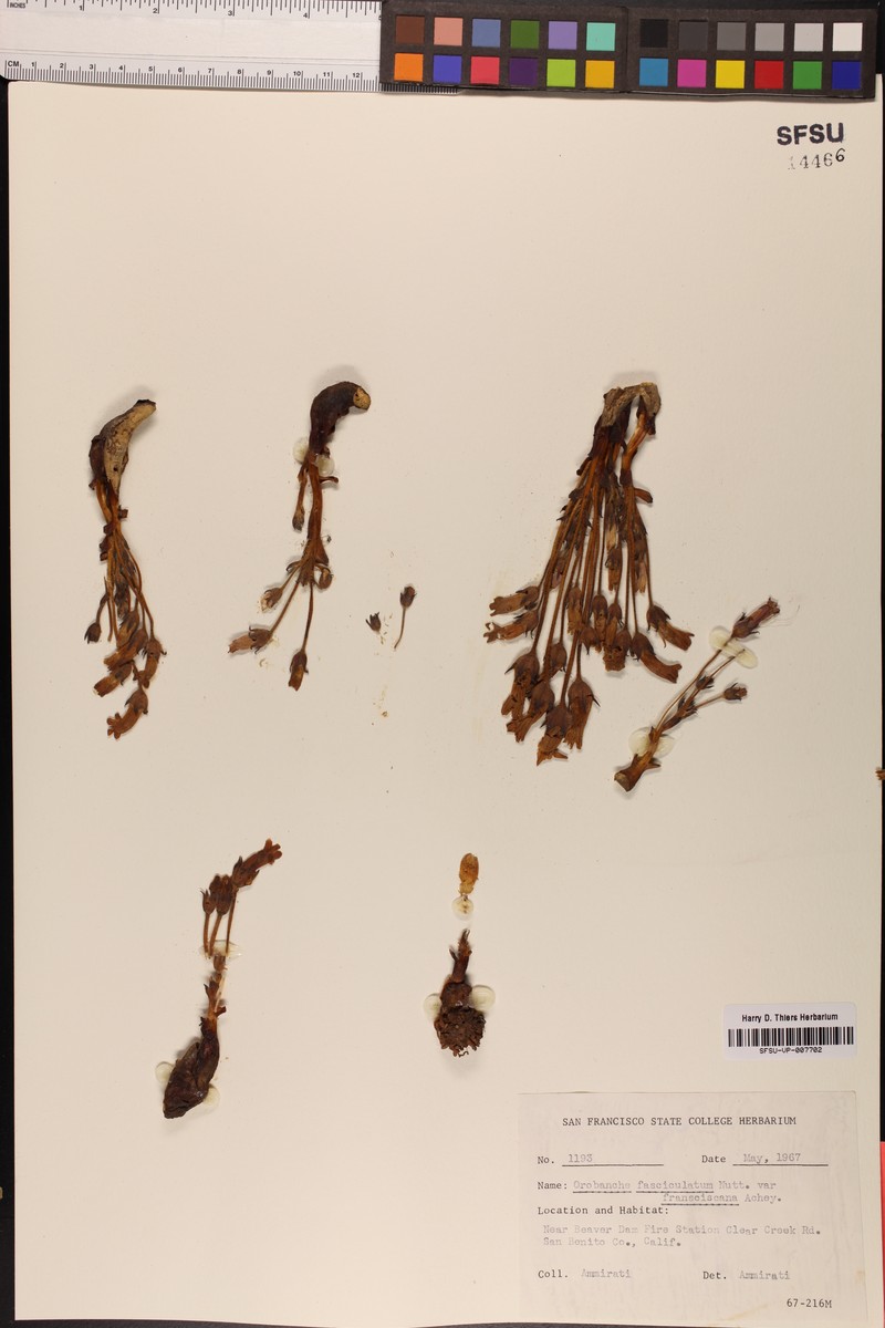 Orobanche fasciculata var. fasciculata photo 3