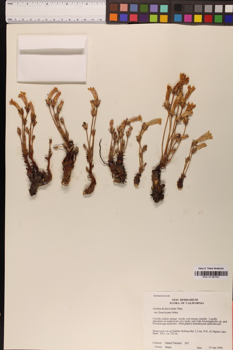 Orobanche fasciculata var. franciscana