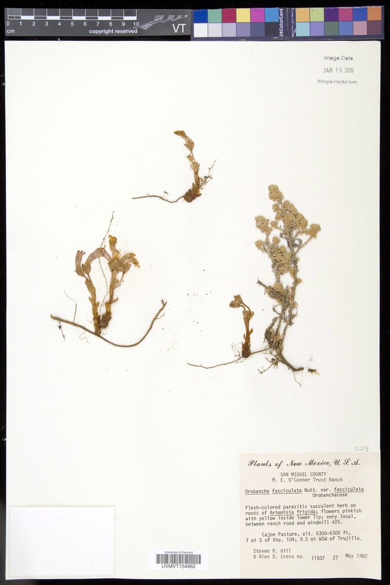 Orobanche fasciculata var. franciscana photo 2