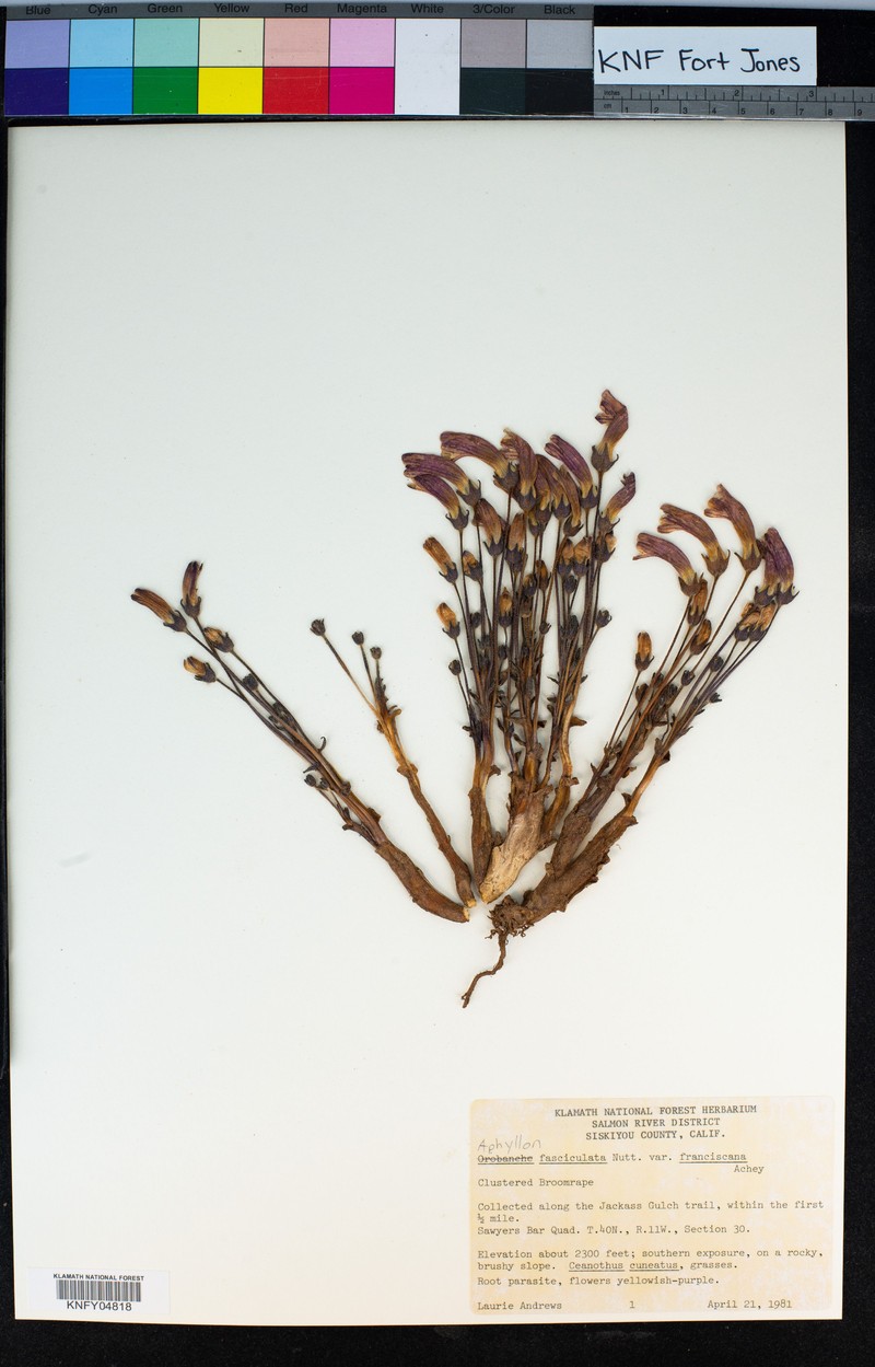 Orobanche fasciculata var. franciscana photo 3