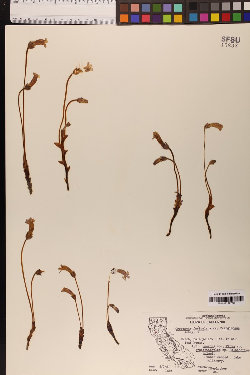 Orobanche fasciculata var. franciscana photo 4