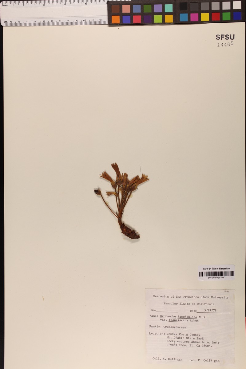 Orobanche fasciculata var. franciscana photo 5