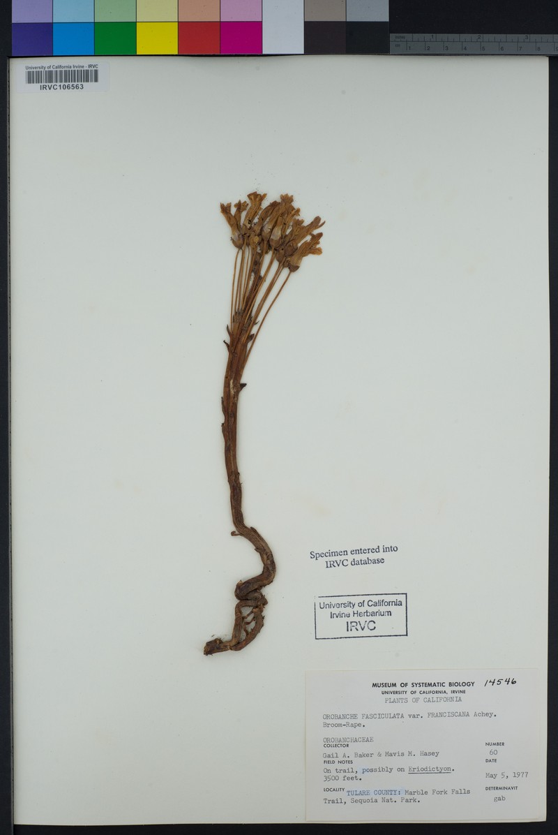 Orobanche fasciculata var. franciscana photo 6