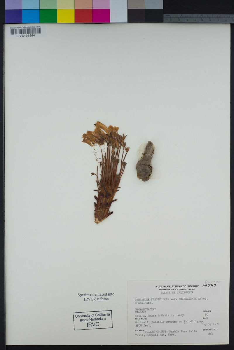 Orobanche fasciculata var. franciscana photo 7