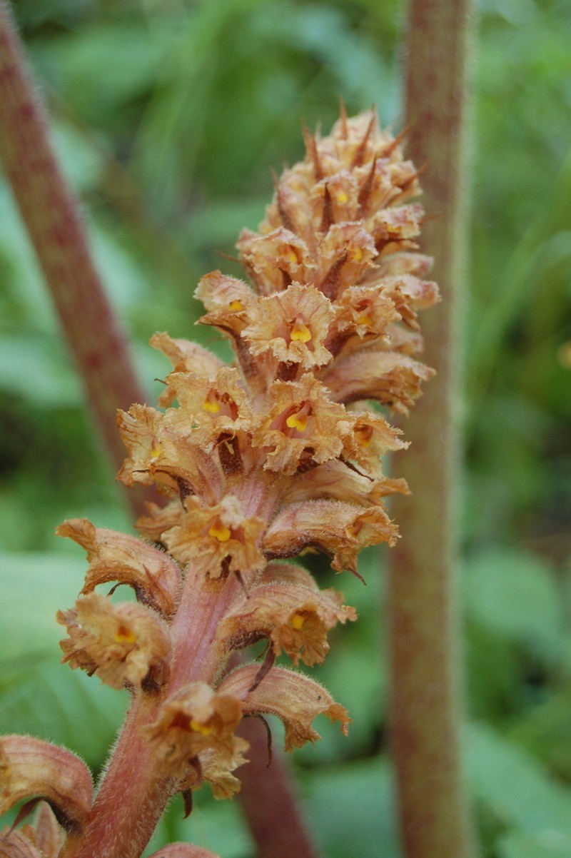 Orobanche flava