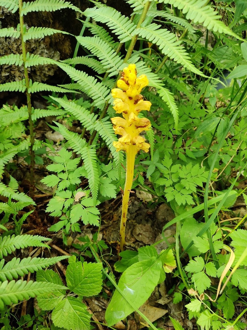 Orobanche flava photo 2