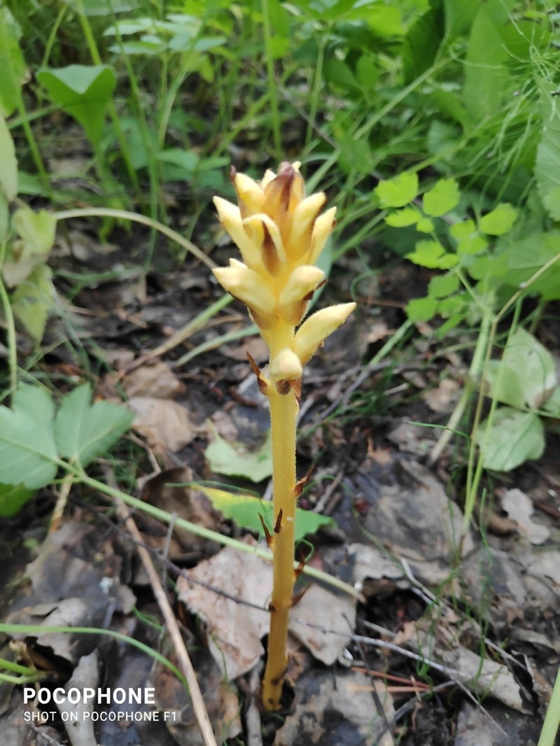 Orobanche flava photo 3