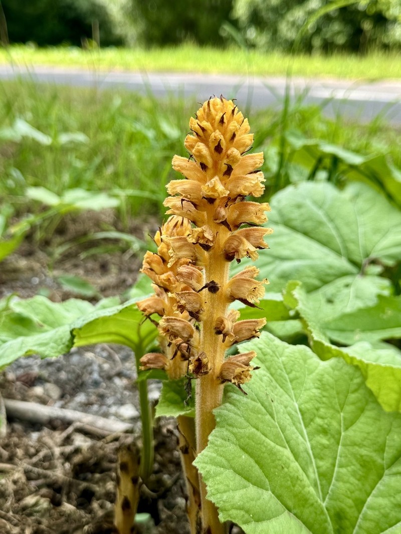 Orobanche flava photo 4