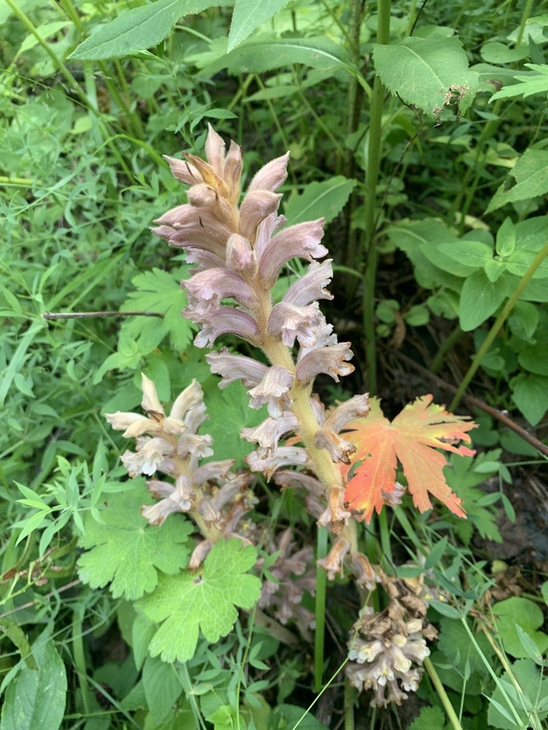Orobanche flava photo 5