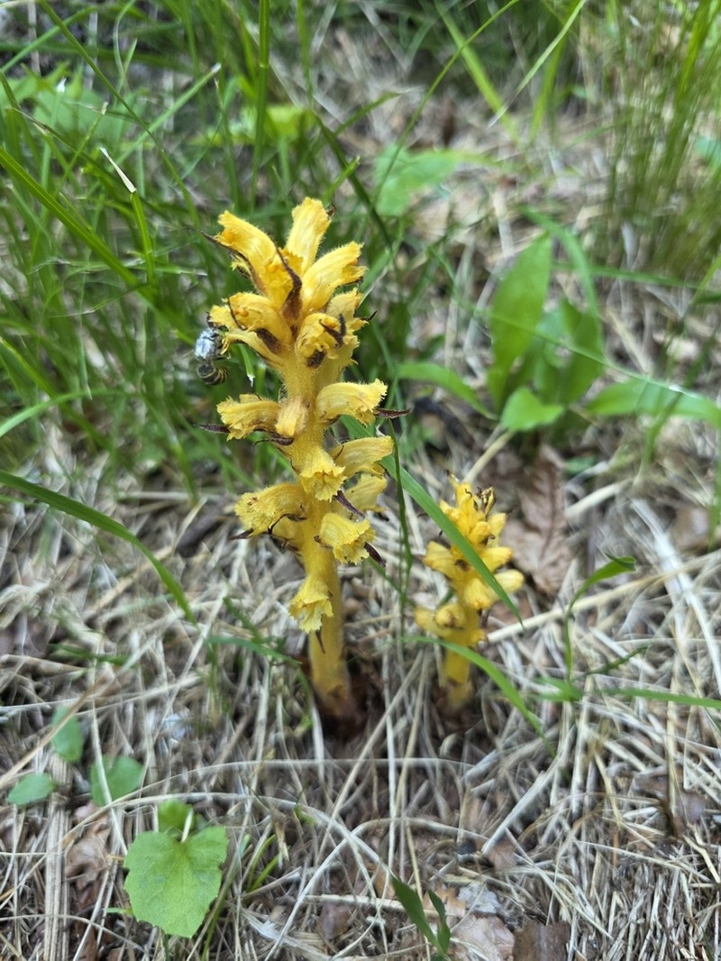 Orobanche flava photo 6