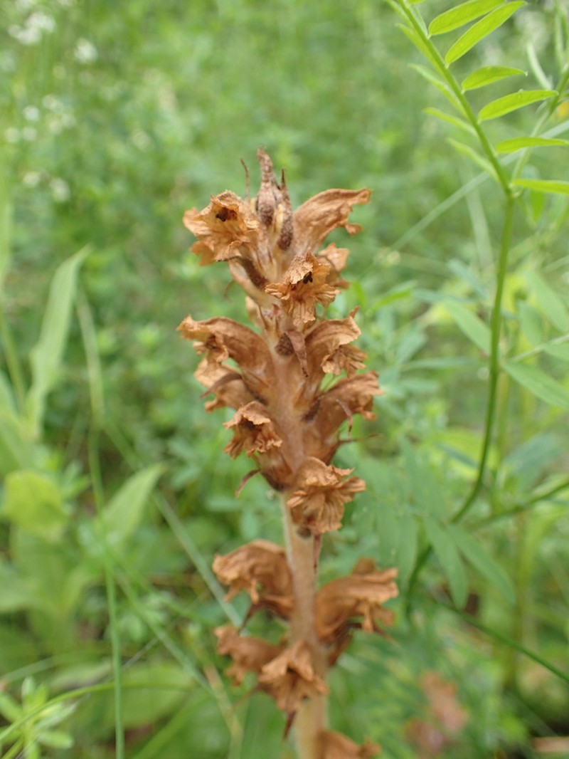 Orobanche flava photo 7