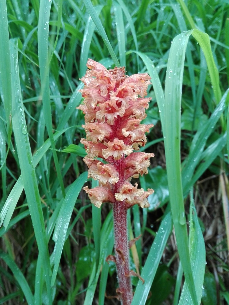 Orobanche flava photo 8