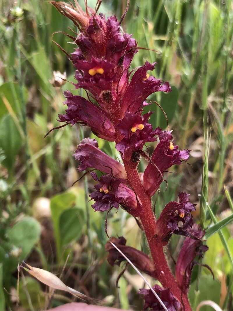 Orobanche foetida