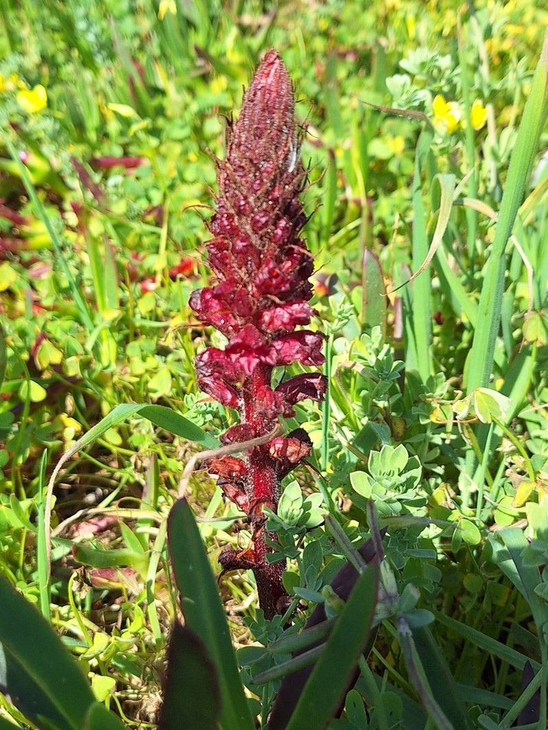 Orobanche foetida photo 2