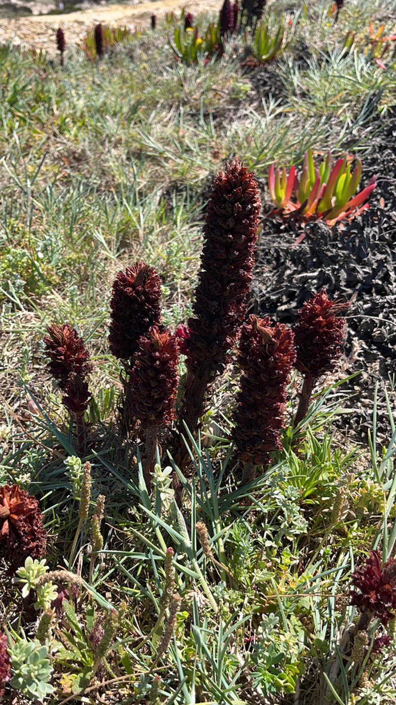 Orobanche foetida photo 3