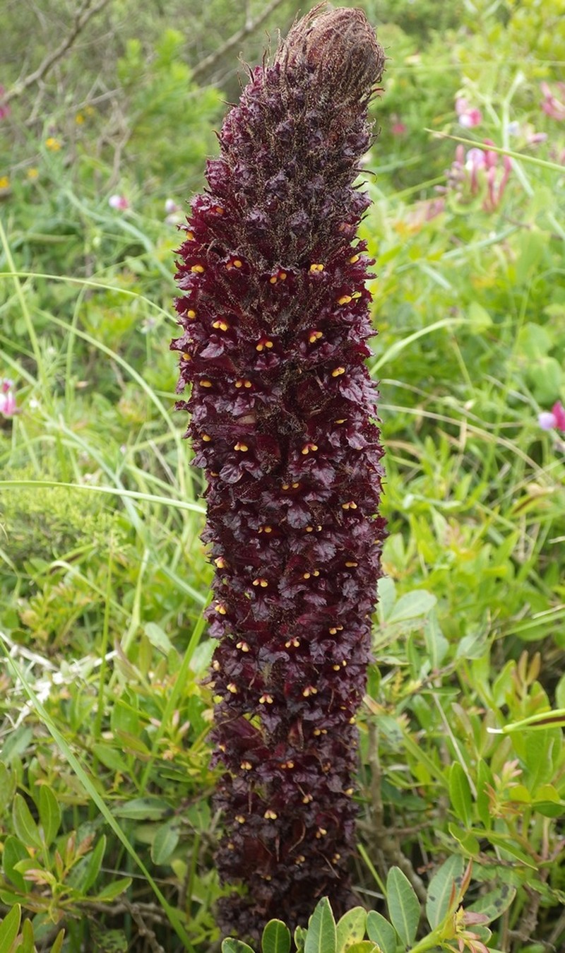 Orobanche foetida photo 4