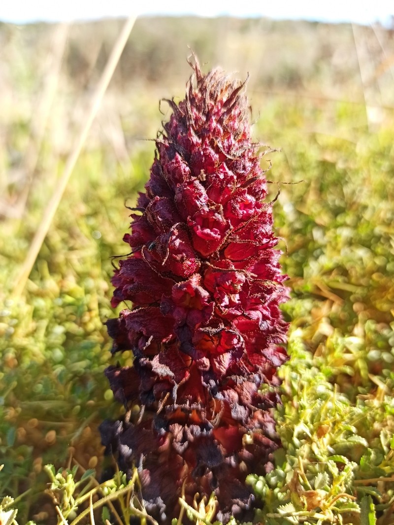 Orobanche foetida photo 5