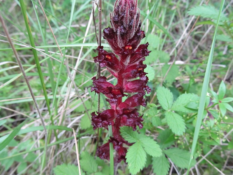 Orobanche foetida photo 6