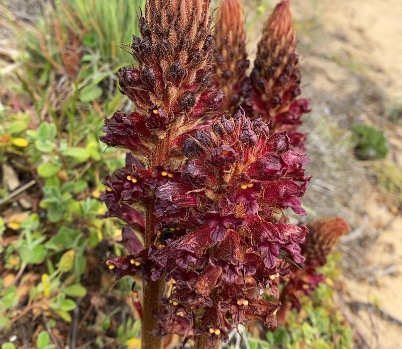 Orobanche foetida photo 7