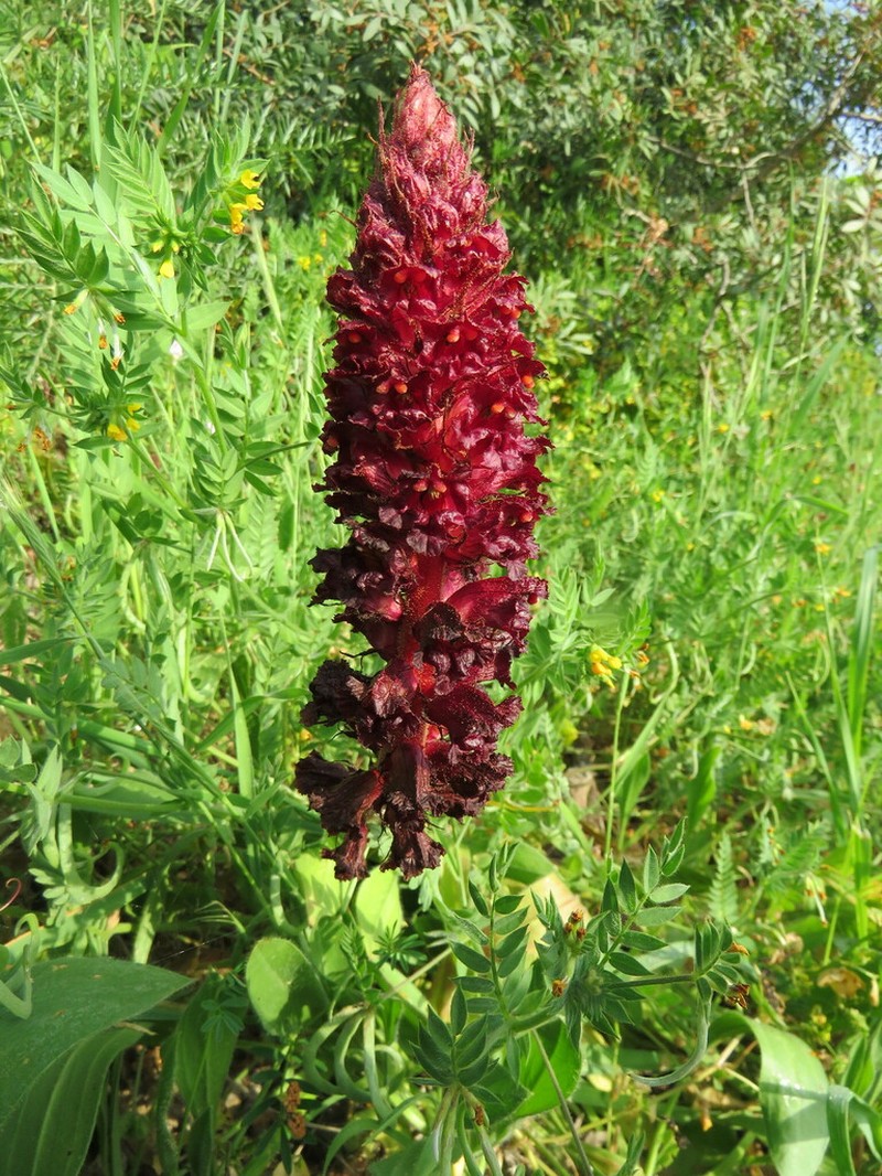 Orobanche foetida photo 8