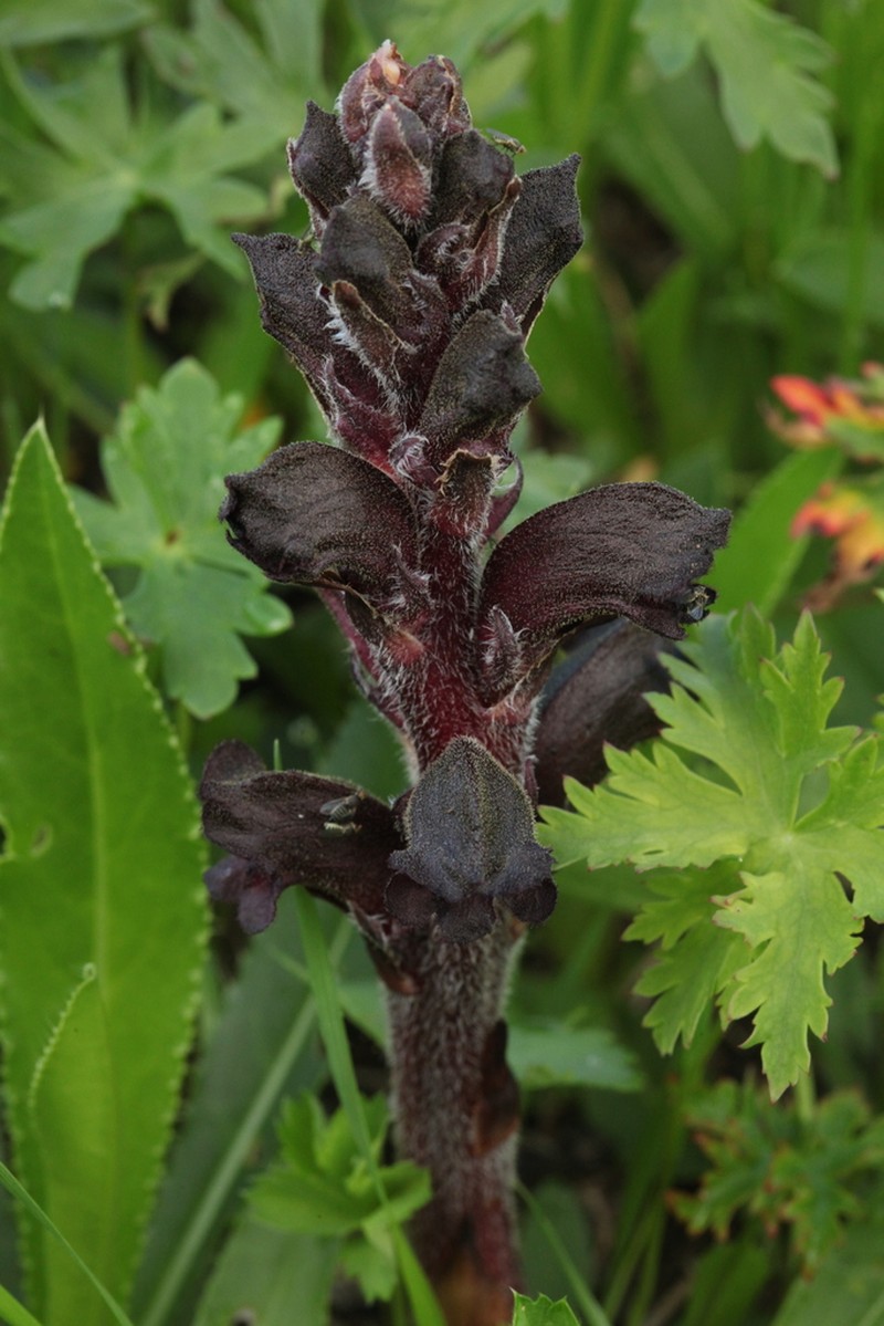 Orobanche gamosepala