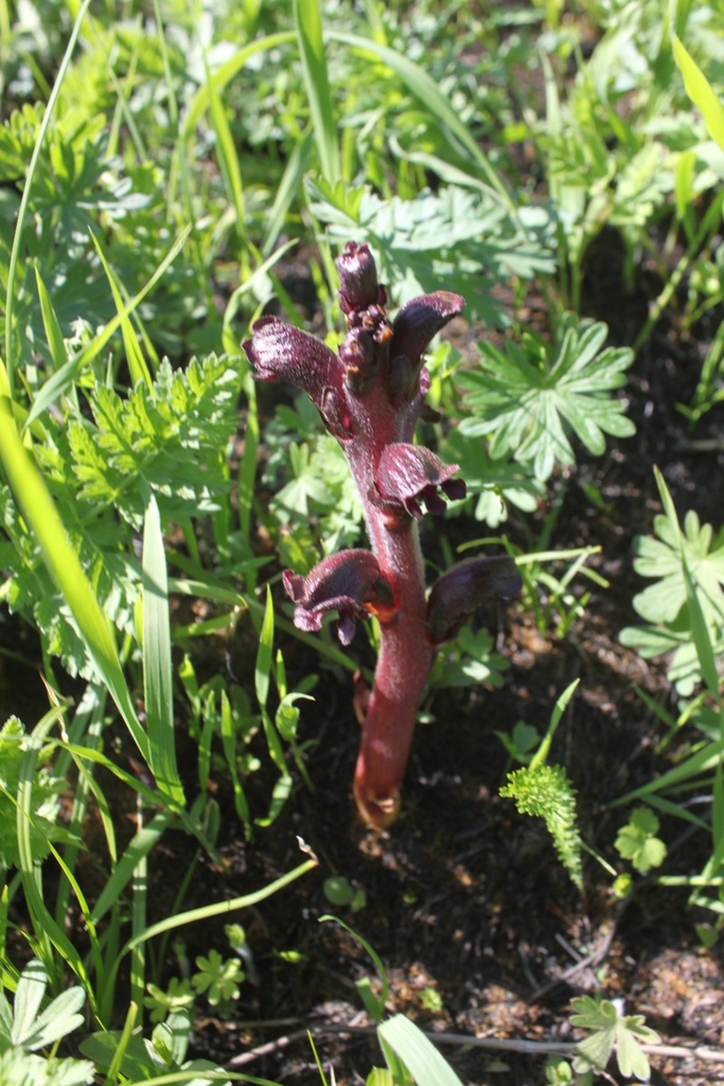 Orobanche gamosepala photo 2