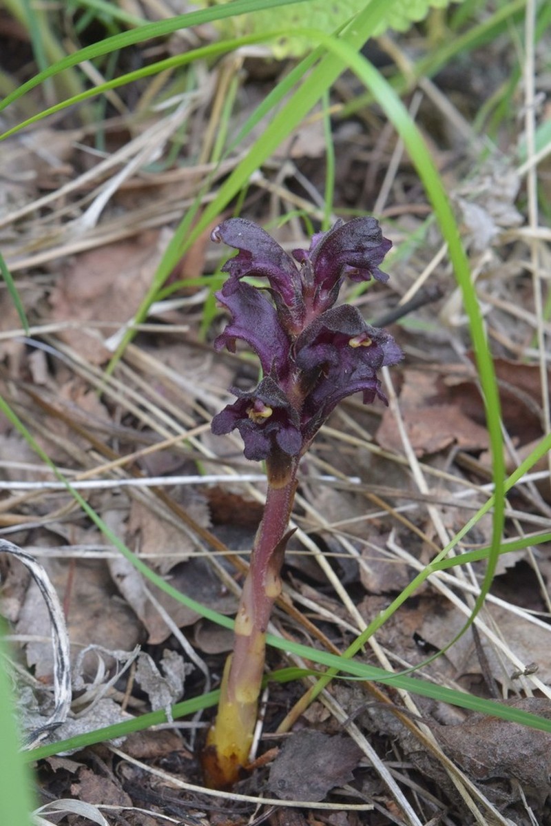 Orobanche gamosepala photo 3